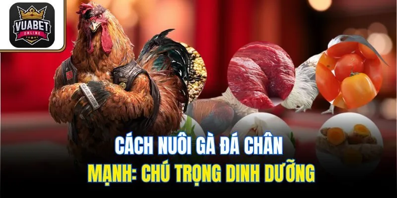 Cách nuôi gà đá chân mạnh: Chú trọng dinh dưỡng