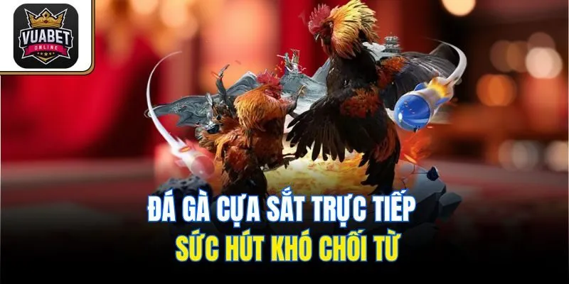Đá gà cựa sắt trực tiếp - Sức hút khó chối từ