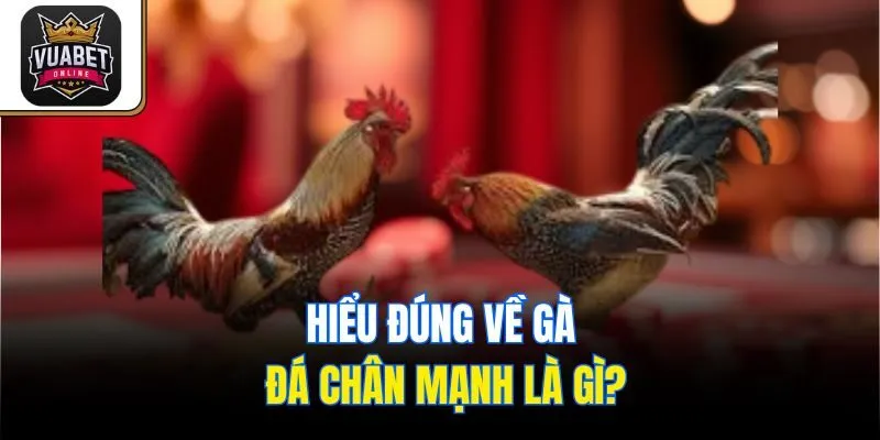 Hiểu đúng về gà đá chân mạnh là gì?