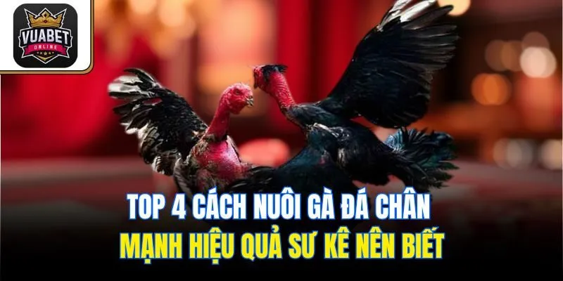 Top 4 cách nuôi gà đá chân mạnh hiệu quả sư kê nên biết